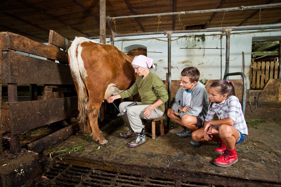 starejša ženska kaže otrokoma kako pomolzti kravo
