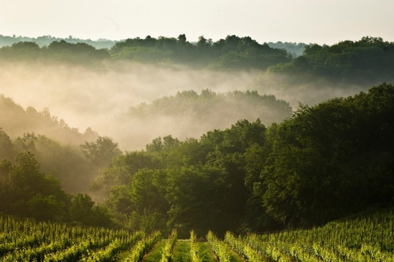 vinogradnisko-turisticna-kmetija-pungracic-7