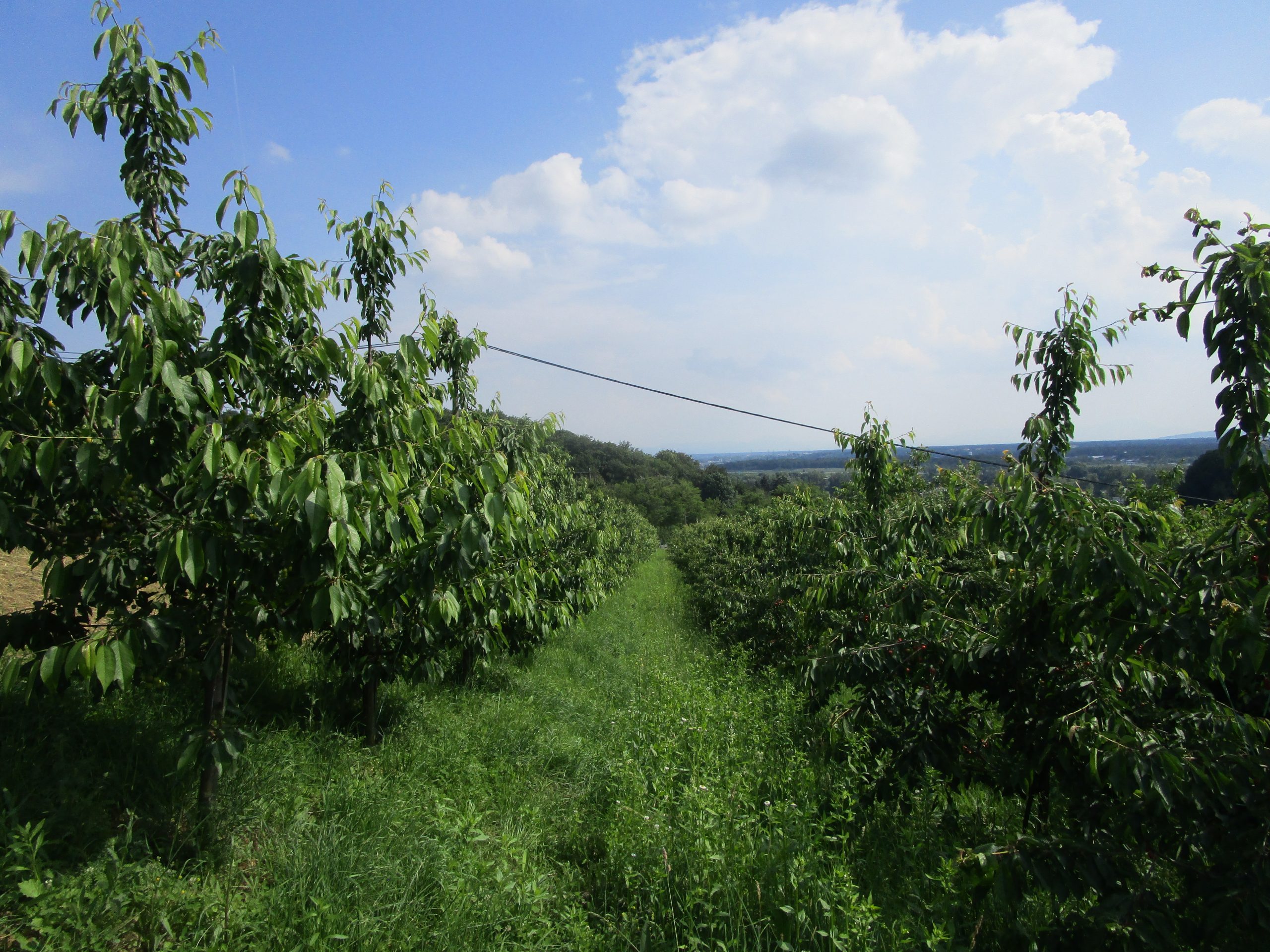 stajerske-cesnje-4